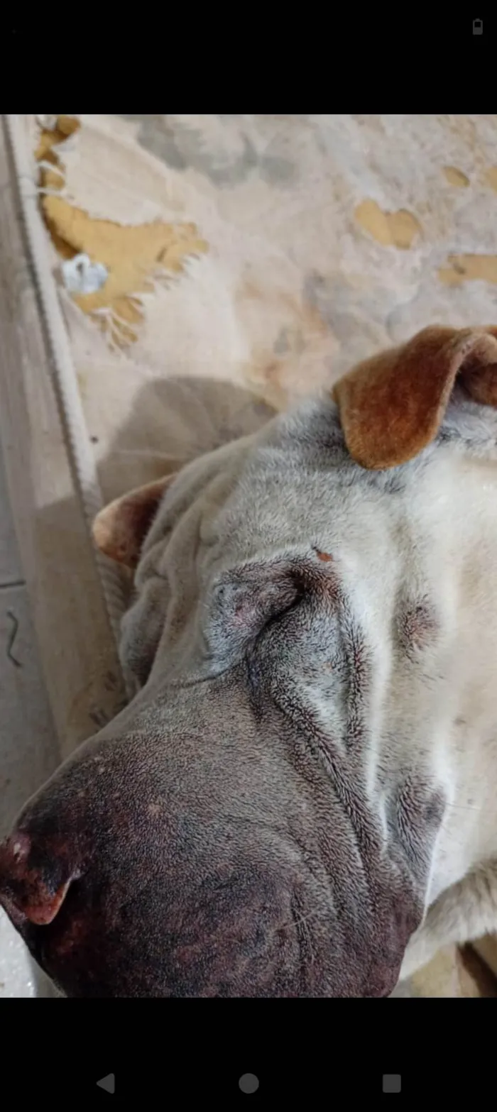 Cachorro ra a Shar Pei idade 6 ou mais anos nome Maike 