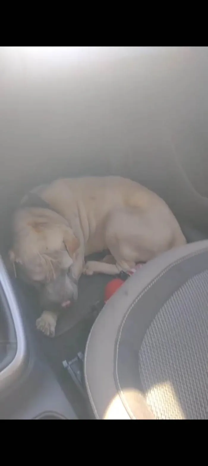 Cachorro ra a Shar Pei idade 6 ou mais anos nome Maike 