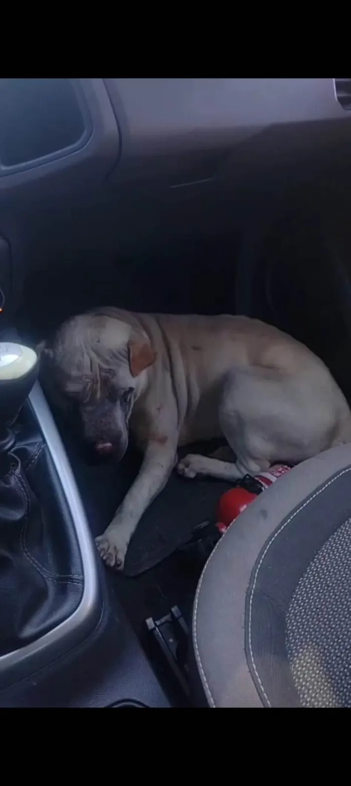 Cachorro ra a Shar Pei idade 6 ou mais anos nome Maike 