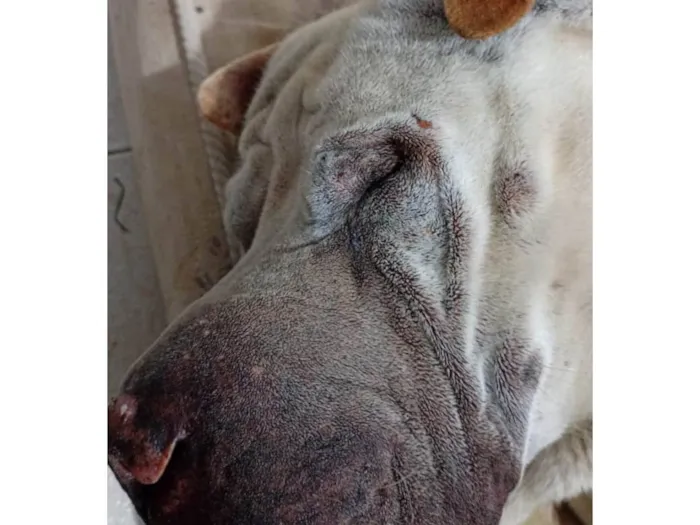 Cachorro ra a Shar Pei idade 6 ou mais anos nome Maike 