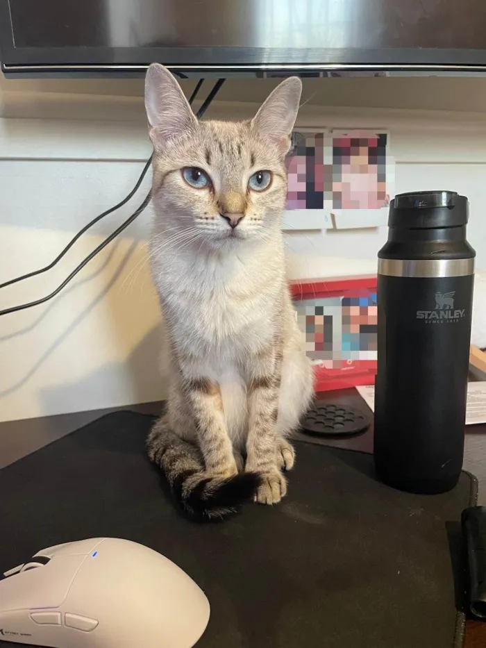 Gato ra a SRD-ViraLata idade 1 ano nome Sansara