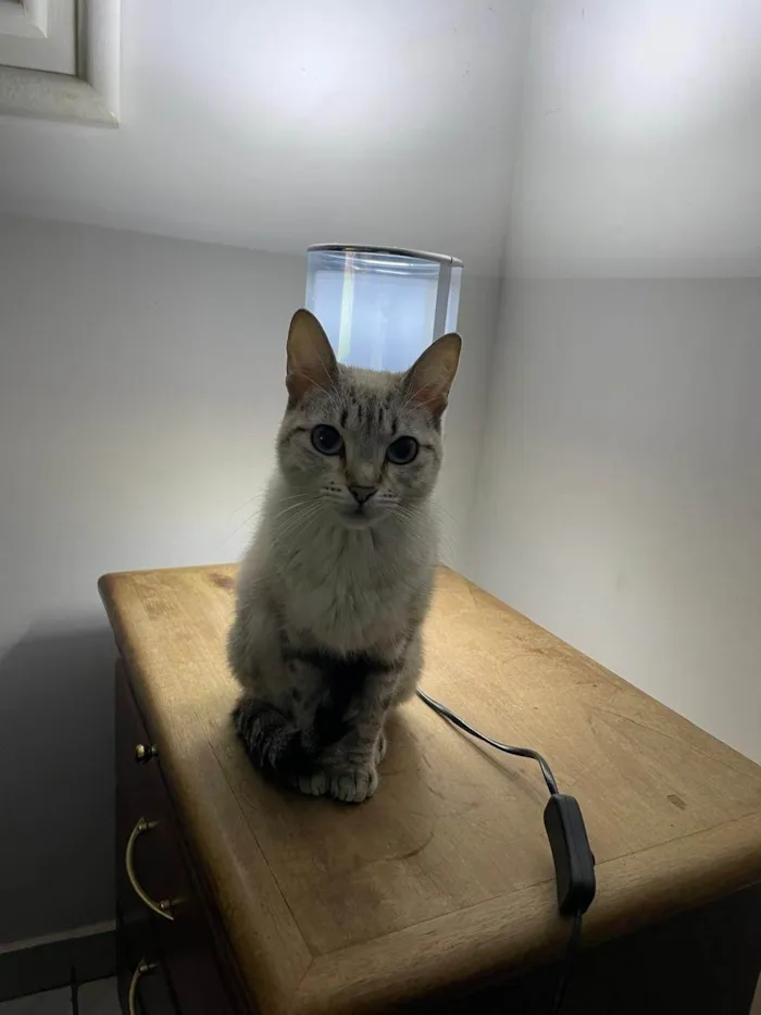 Gato ra a SRD-ViraLata idade 1 ano nome Sansara
