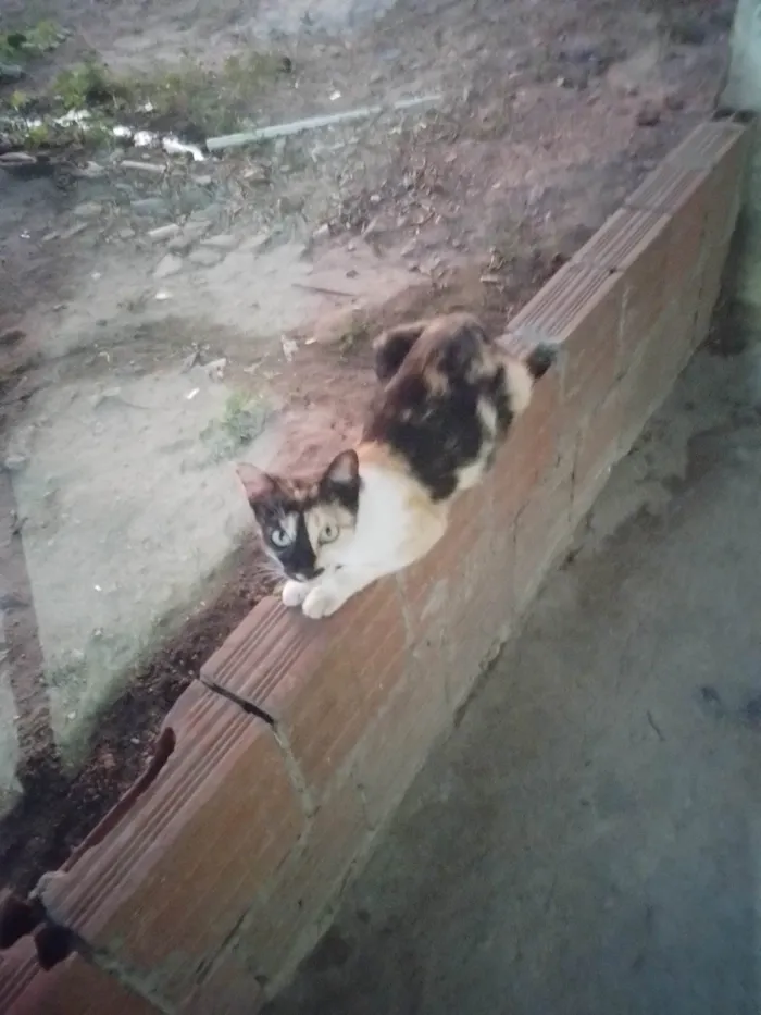 Gato ra a SRD-ViraLata idade 2 a 6 meses nome Sem nome