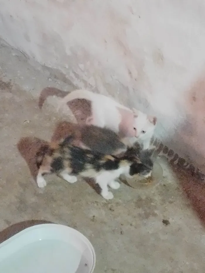 Gato ra a SRD-ViraLata idade 2 a 6 meses nome Sem nome