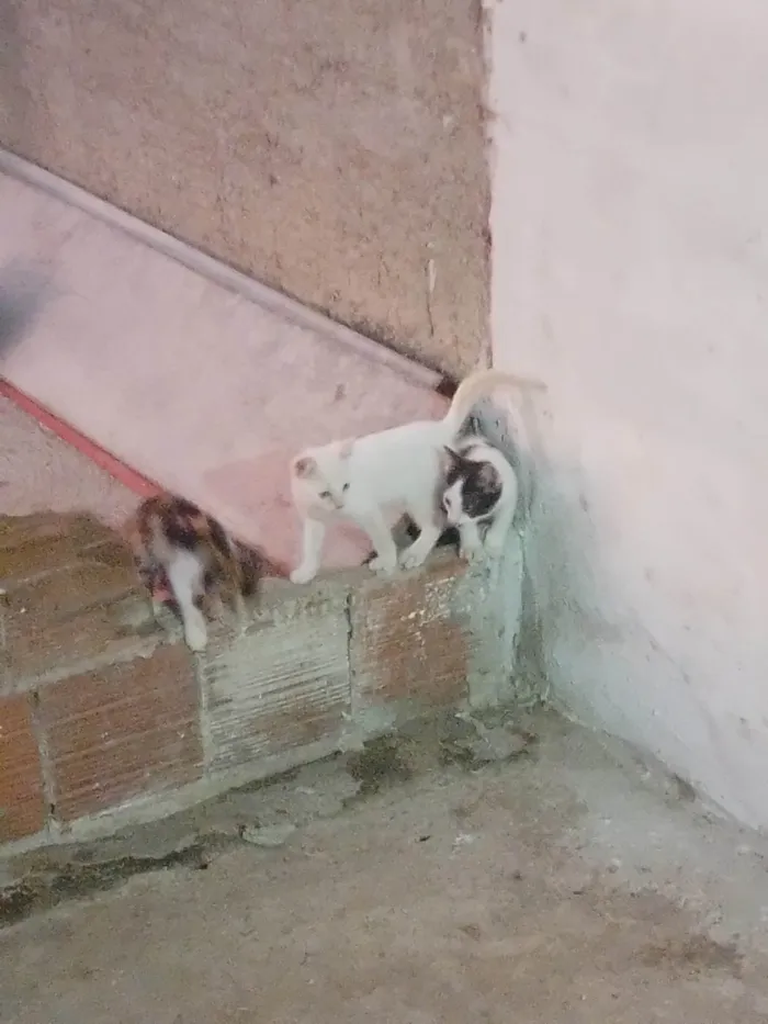 Gato ra a SRD-ViraLata idade 2 a 6 meses nome Sem nome