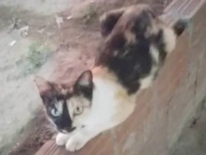 Gato raça SRD-ViraLata idade 2 a 6 meses nome Sem nome