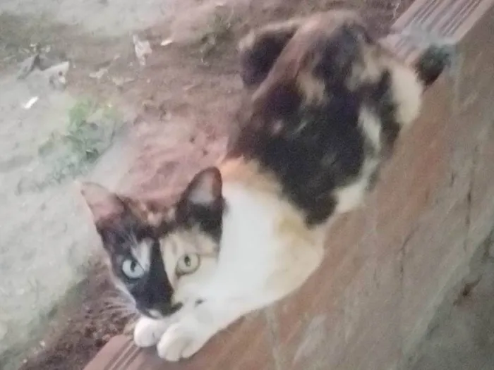Gato ra a SRD-ViraLata idade 2 a 6 meses nome Sem nome