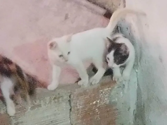 Gato ra a SRD-ViraLata idade 2 a 6 meses nome Sem nome