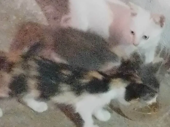 Gato ra a SRD-ViraLata idade 2 a 6 meses nome Sem nome