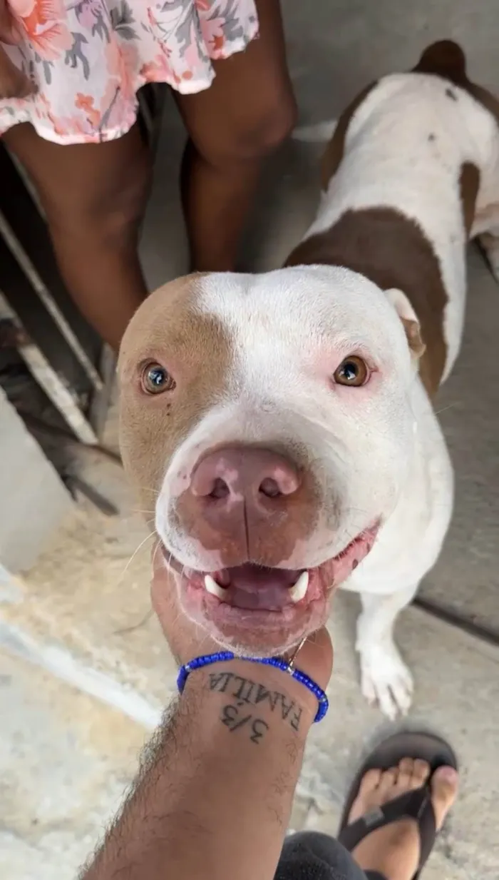 Cachorro ra a Pit-Bull idade 1 ano nome Thor