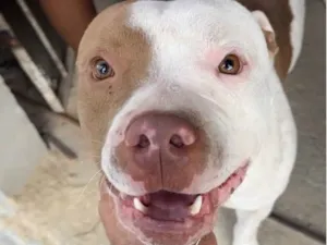 Cachorro raça Pit-Bull idade 1 ano nome Thor