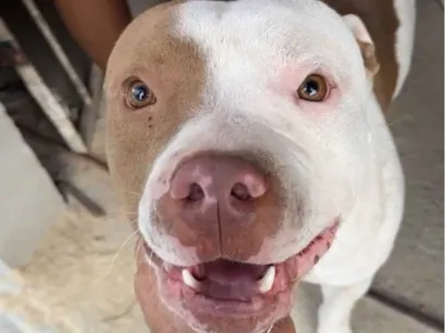 Cachorro raça Pit-Bull idade 1 ano nome Thor