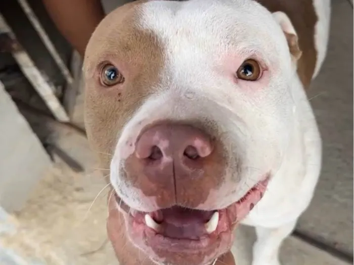 Cachorro ra a Pit-Bull idade 1 ano nome Thor