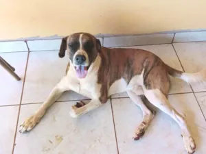Cachorro raça SRD-ViraLata idade 3 anos nome Duque 