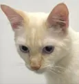 Júnior