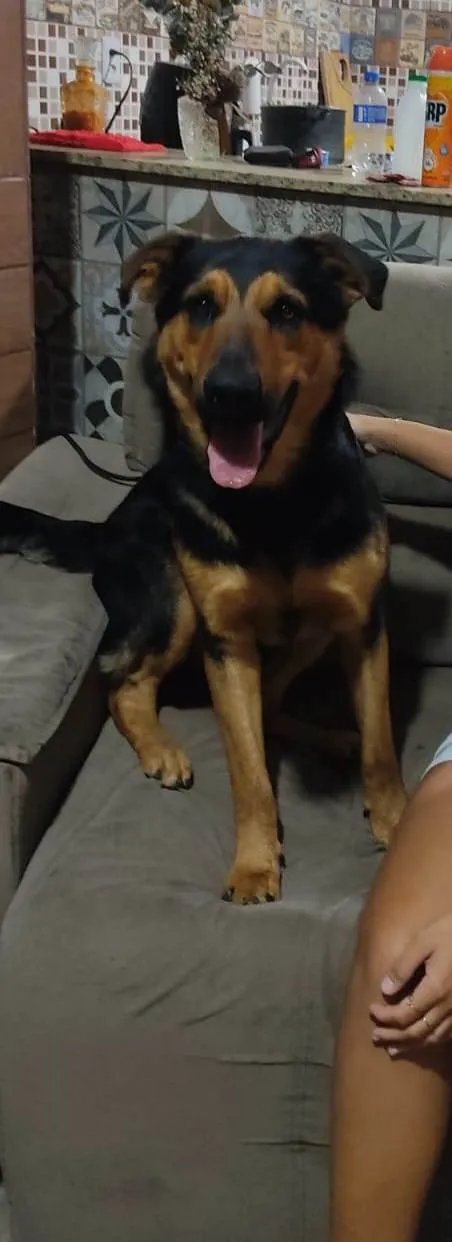 Cachorro ra a Rottweiler idade 1 ano nome Scooby 