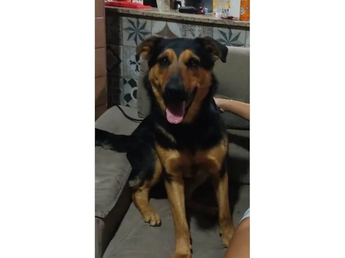 Cachorro ra a Rottweiler idade 1 ano nome Scooby 