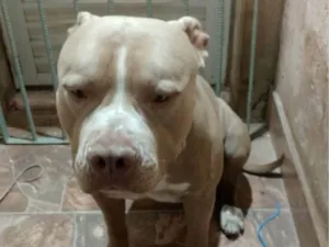 Cachorro raça Pit-Bull idade 2 anos nome Zeus
