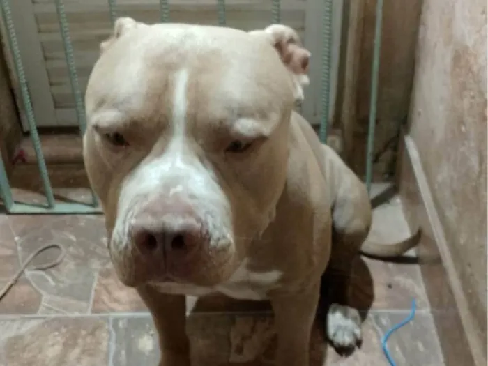 Cachorro ra a Pit-Bull idade 2 anos nome Zeus