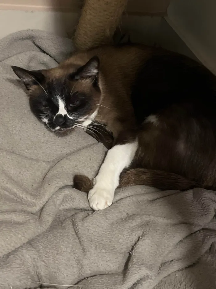 Gato ra a SRD-ViraLata idade 2 anos nome Banguela
