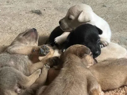 Cachorro raça SRD-ViraLata idade 2 a 6 meses nome Filhotes