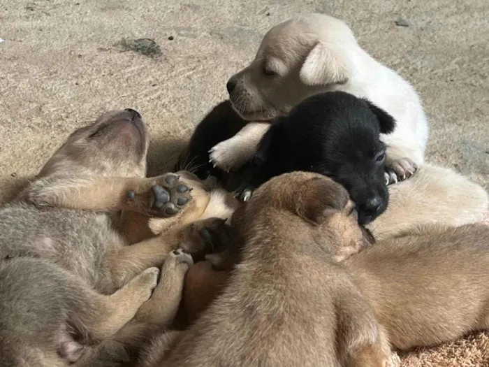 Cachorro ra a SRD-ViraLata idade 2 a 6 meses nome Filhotes