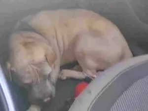 Cachorro raça Shar Pei idade 6 ou mais anos nome Maike 