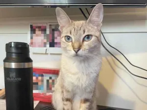 Gato raça SRD-ViraLata idade 1 ano nome Sansara