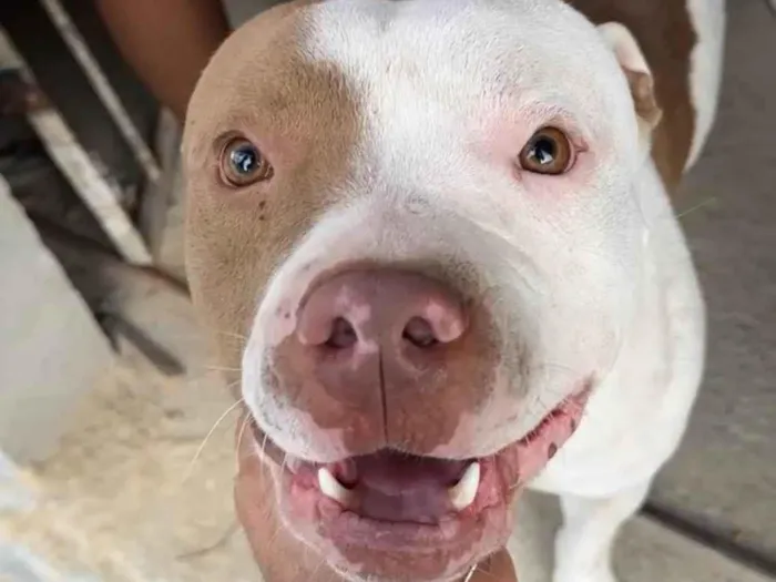 Cachorro ra a Pit-Bull idade 1 ano nome Thor