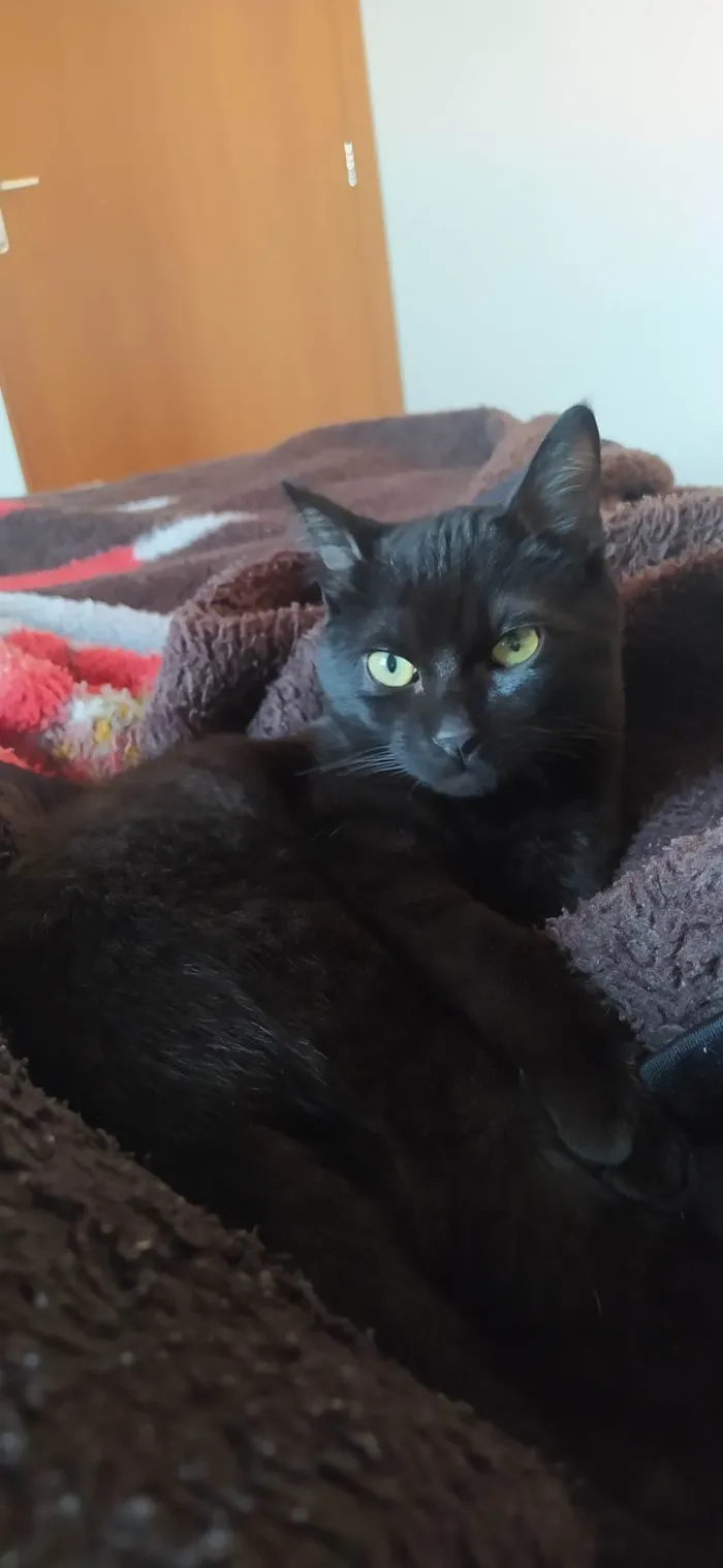 Gato ra a SRD-ViraLata idade 7 a 11 meses nome Astolfinho 