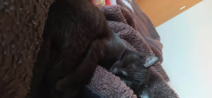Gato ra a SRD-ViraLata idade 7 a 11 meses nome Astolfinho 