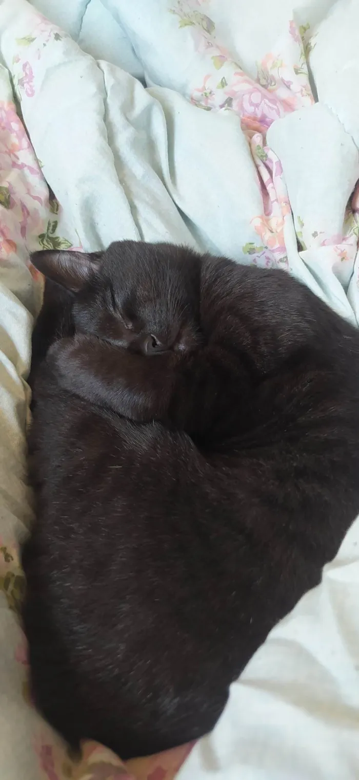 Gato ra a SRD-ViraLata idade 7 a 11 meses nome Astolfinho 