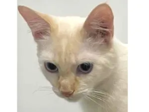 Gato raça Angorá idade 7 a 11 meses nome Júnior 