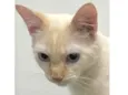 Júnior