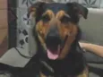 Scooby 