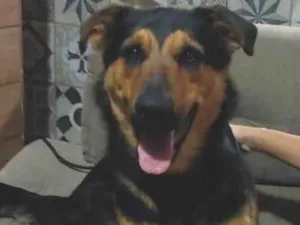 Cachorro raça Rottweiler idade 1 ano nome Scooby 