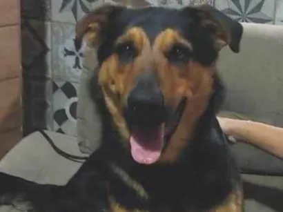 Cachorro raça Rottweiler idade 1 ano nome Scooby 