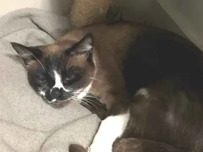 Gato raça SRD-ViraLata idade 2 anos nome Banguela