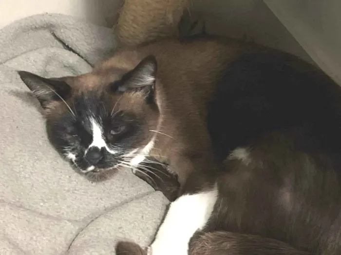 Gato ra a SRD-ViraLata idade 2 anos nome Banguela