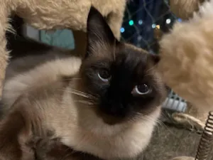 Gato raça Siamês idade 2 anos nome Gato 