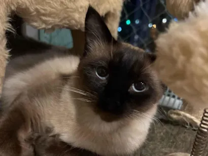 Gato raça Siamês idade 2 anos nome Gato 