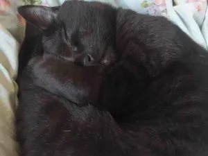 Gato raça SRD-ViraLata idade 7 a 11 meses nome Astolfinho 