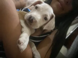 Cachorro raça Pit-Bull idade 2 a 6 meses nome Thor 