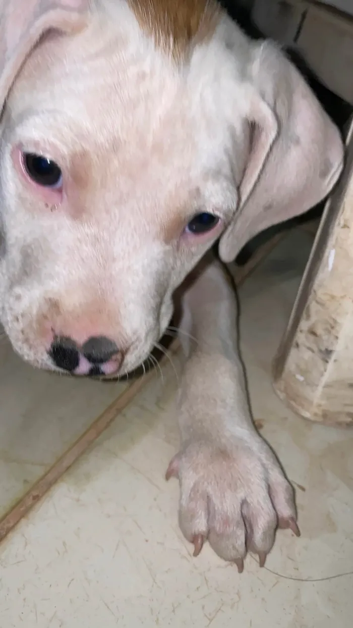 Cachorro ra a Pit-Bull idade 2 a 6 meses nome Thor 