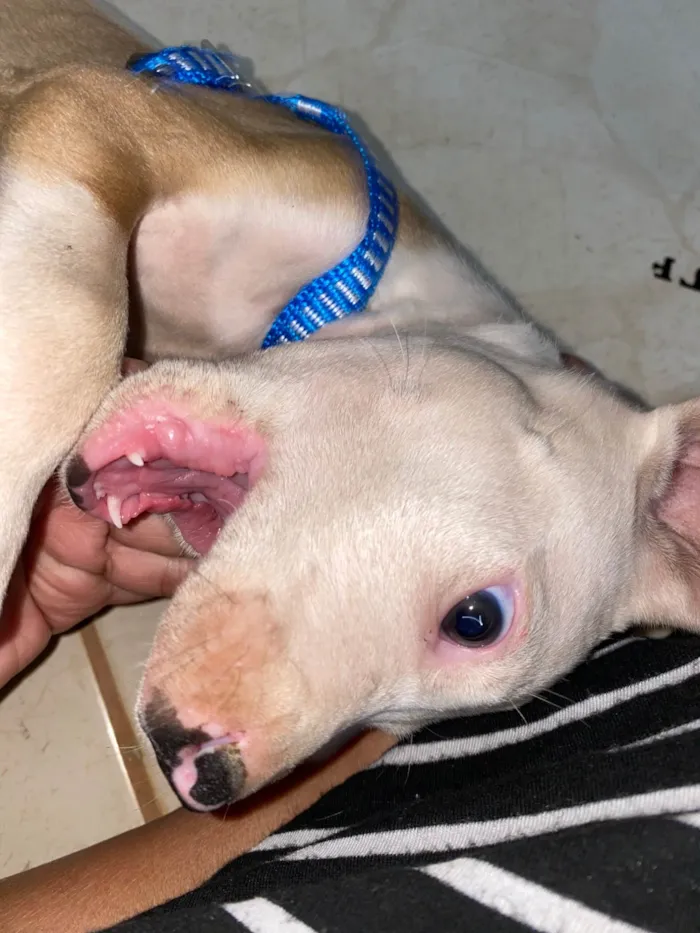 Cachorro ra a Pit-Bull idade 2 a 6 meses nome Thor 