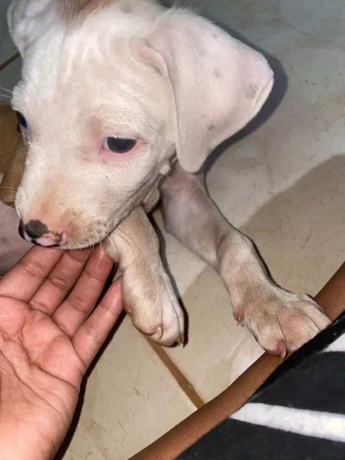 Cachorro ra a Pit-Bull idade 2 a 6 meses nome Thor 