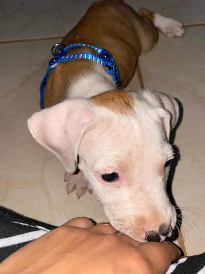 Cachorro ra a Pit-Bull idade 2 a 6 meses nome Thor 