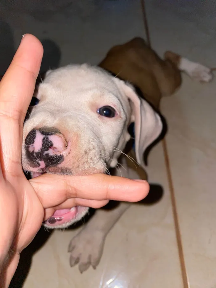 Cachorro ra a Pit-Bull idade 2 a 6 meses nome Thor 