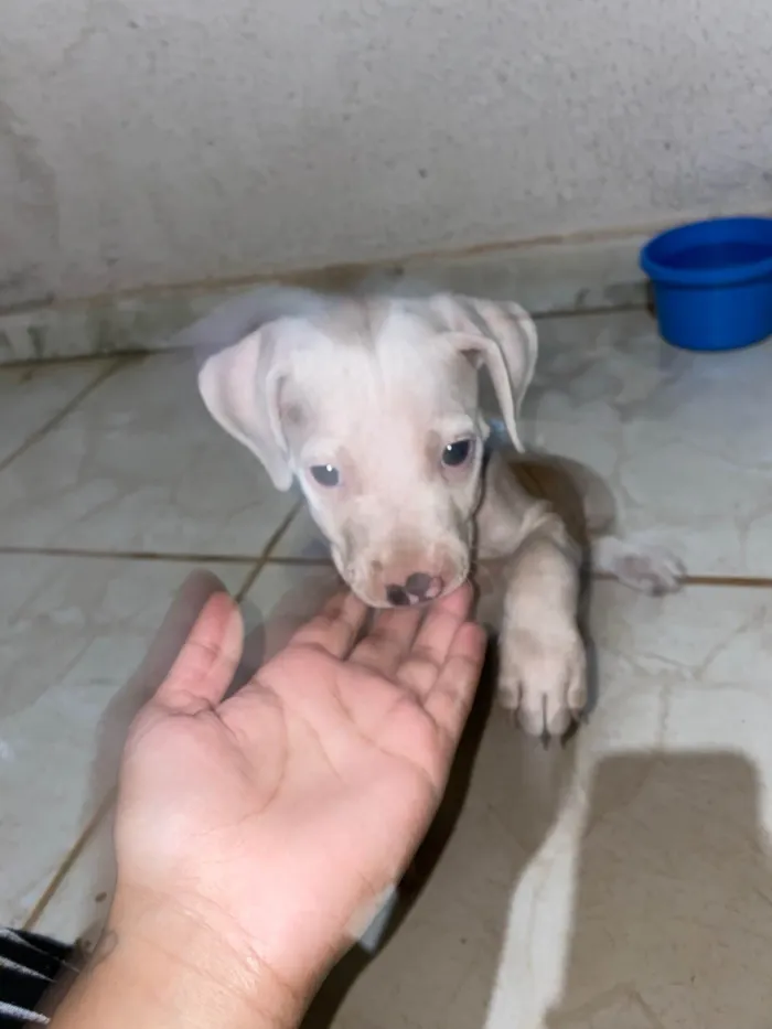 Cachorro ra a Pit-Bull idade 2 a 6 meses nome Thor 