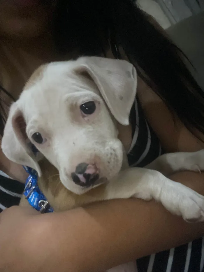 Cachorro ra a Pit-Bull idade 2 a 6 meses nome Thor 
